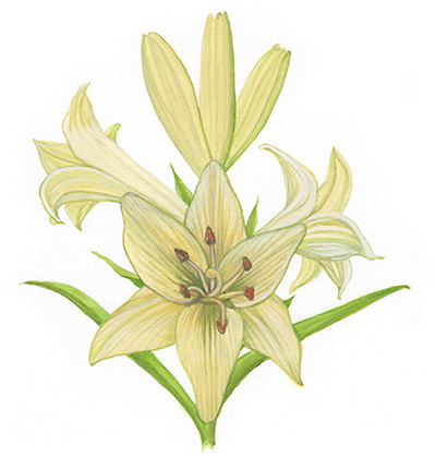 Willa Cather Exhibit watercolor madonna lily