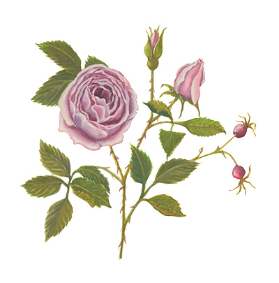 Willa Cather Exhibit watercolor rose